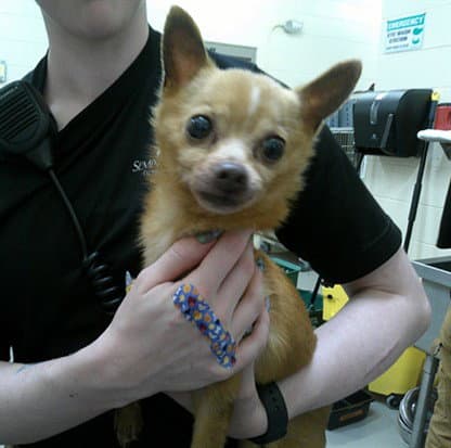Big Mac - Chihuahua