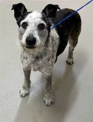 Ruport - Australian Cattle Dog/Blue Heeler