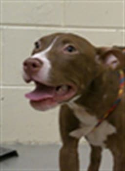 Alfie image 1