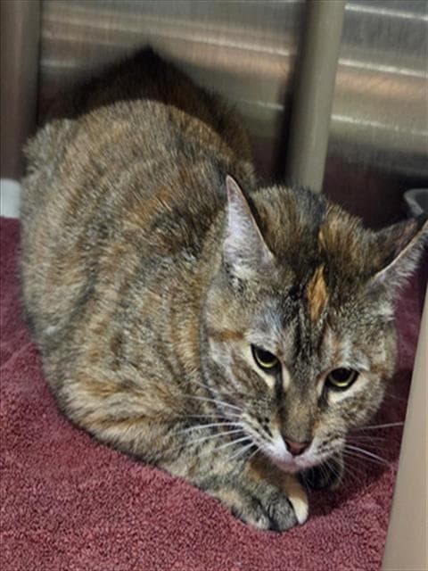 Jemma - Domestic Short Hair