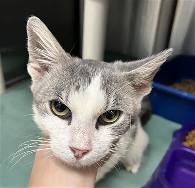 Biscuits - Domestic Short Hair