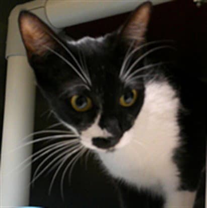 Furby - Domestic Short Hair