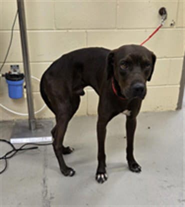Coal - Labrador Retriever