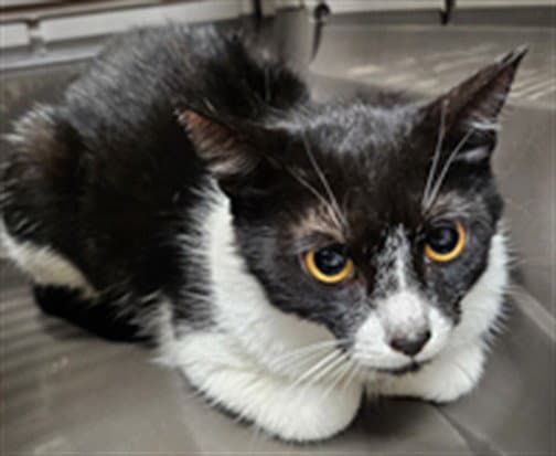 Parsnip - Domestic Short Hair