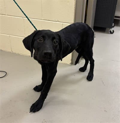 Goofy - Labrador Retriever