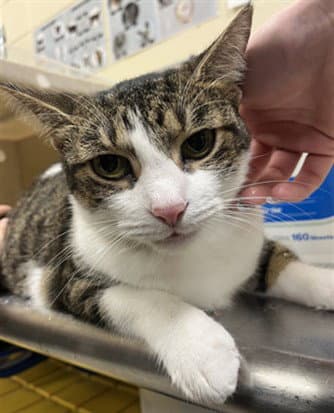 Luna - Domestic Short Hair