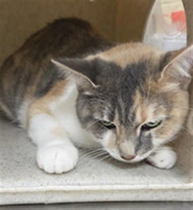 Sammy - Domestic Short Hair