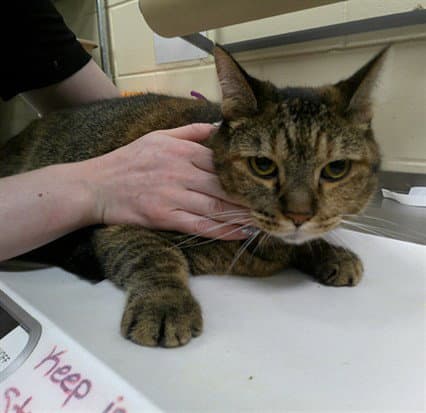 Haley - Domestic Short Hair