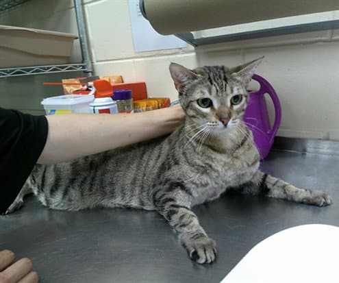Cole - Domestic Short Hair