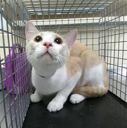 Simba image 1