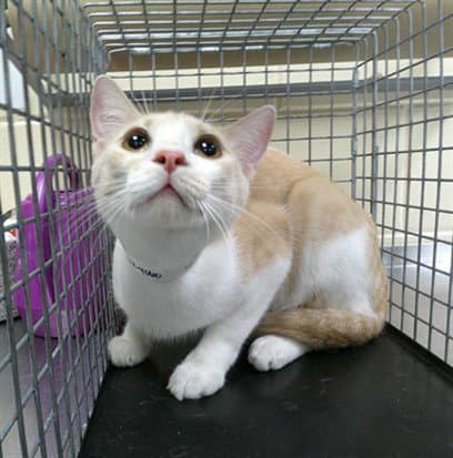 Simba - Domestic Short Hair
