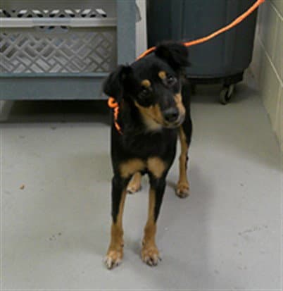 Dexter - Dachshund