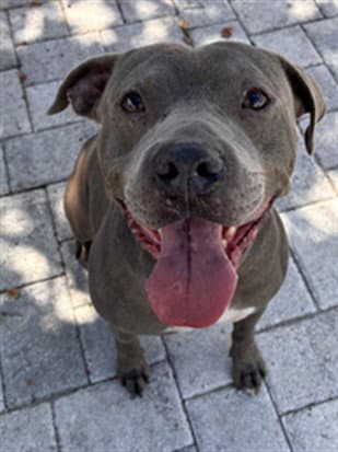 Gobbler - Pit Bull Terrier