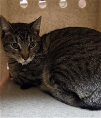 Leo - Domestic Short Hair