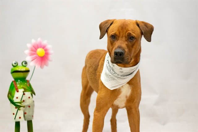 Trea - Rhodesian Ridgeback