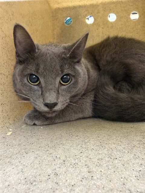 Luna - Domestic Short Hair