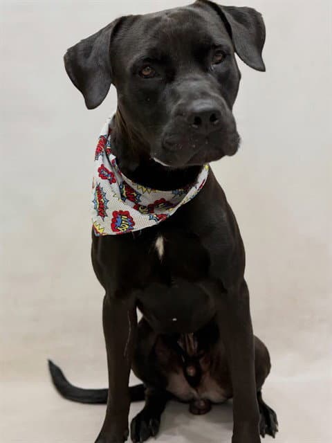 Duke - Labrador Retriever