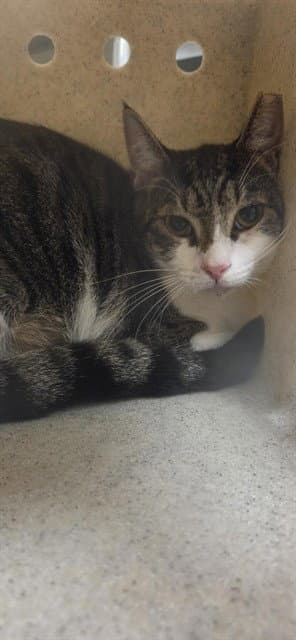 Betty - Domestic Short Hair