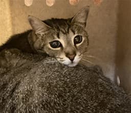 Skitty image 1