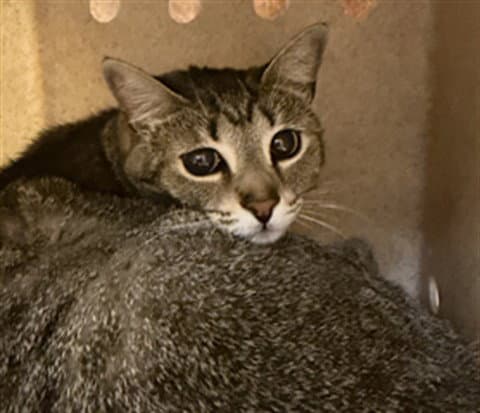 Skitty - Domestic Short Hair