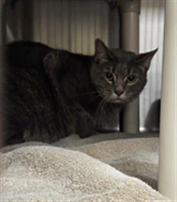 Pan - Domestic Short Hair