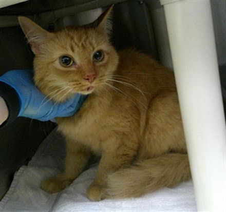 Goddess - Domestic Medium Hair