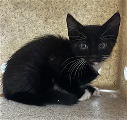 Radish - Domestic Short Hair