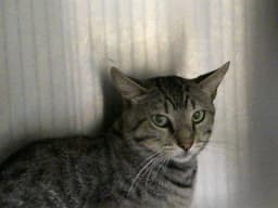 Mister Mowzer image 1