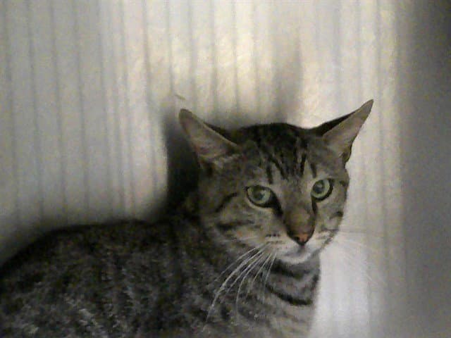 Mister Mowzer - Domestic Short Hair