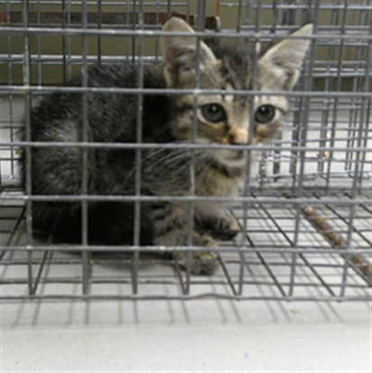 Mora - Domestic Short Hair