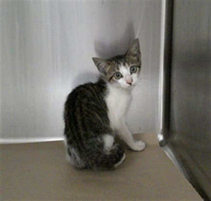 Zuccini - Domestic Short Hair
