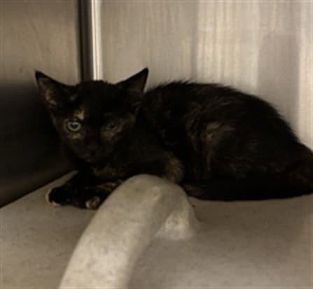 Carrot - Domestic Short Hair