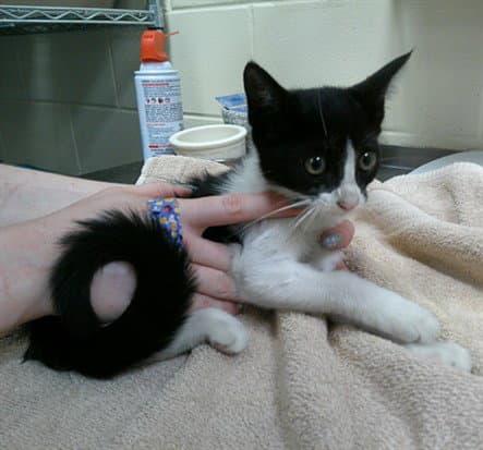 Broccoli - Domestic Short Hair