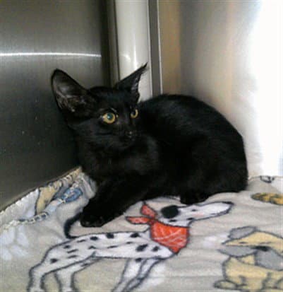 Blueberry - Domestic Short Hair