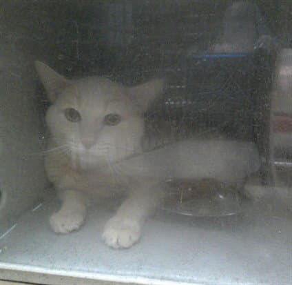 Working Cat Illusion - Domestic Short Hair