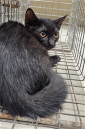 Gastly - Domestic Short Hair