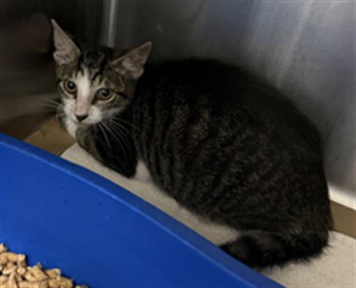 Oddish - Domestic Short Hair