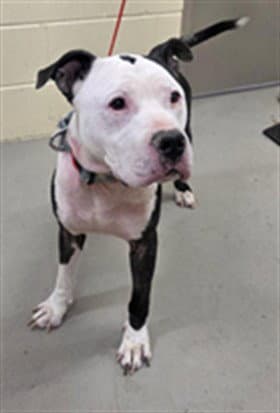 Shadow - Pit Bull Terrier