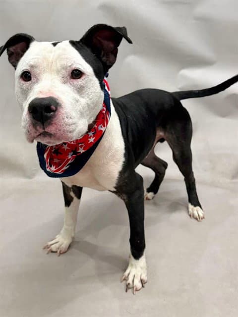 Shadow - Pit Bull Terrier