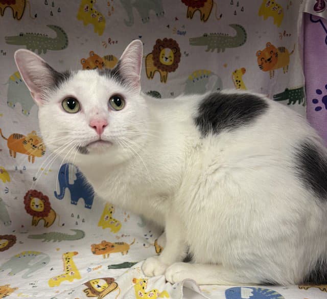 Mitten - Domestic Short Hair