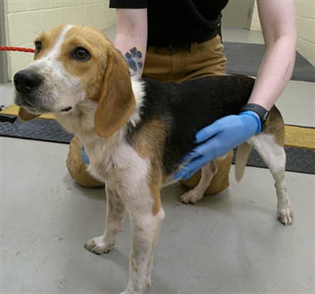 Tj - Beagle