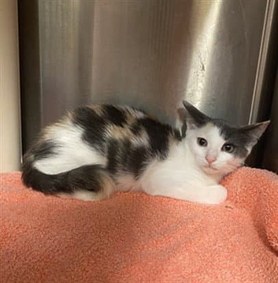 Melon - Domestic Short Hair