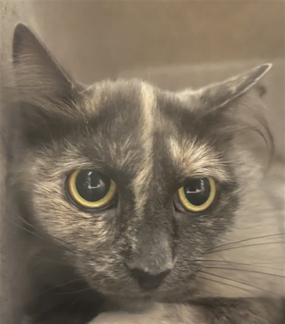 Dragonair - Domestic Medium Hair