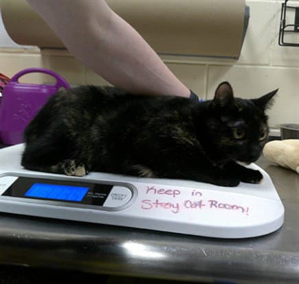Peyton - Domestic Short Hair