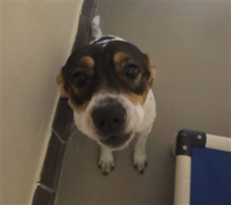 Black Diamond - Australian Cattle Dog/Blue Heeler