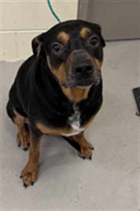 Boomie - Doberman Pinscher