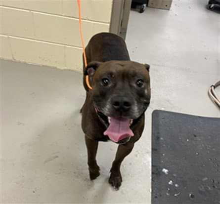 Clyde - Staffordshire Bull Terrier