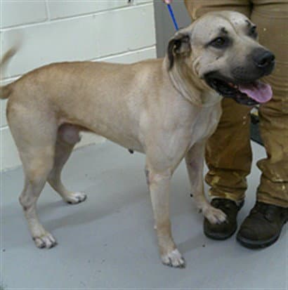 Scooby - Terrier