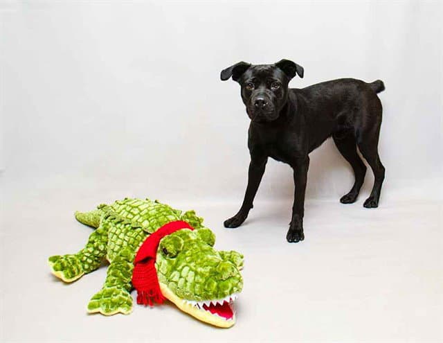 Phantom - Cane Corso Mastiff