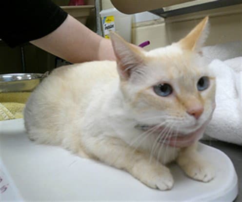 Snow - Domestic Short Hair